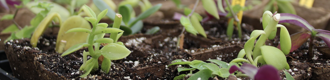 Botany cuttings